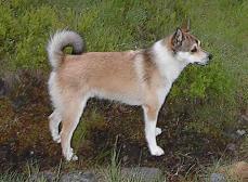 Norwegischer Lundehund - Norsk Lundehund